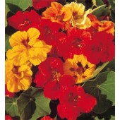 Blumensamen_Tropaeolum_minus_Jewel_mix