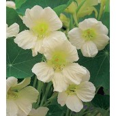 Tropaeolum_majus_Milkmaid_Kapuzinerkresse