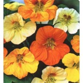 Tropaeolum_majus_Tom_Thumb_mix