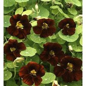 Tropaeolum_majus_Black_Velvet_Kapuzinerkresse