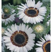Venidium_fastuosum_Black&White