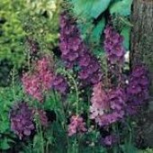 Verbascum_phoeniceum_mix_Königskerze