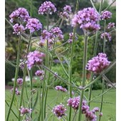 Verbena_bonariensis_Eisenkraut