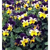 Viola_tricolor_Johnny_Jump_Up