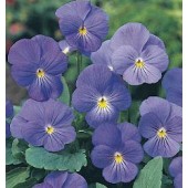 Viola_cornuta_Blue_Perfection_H37920