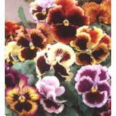 Viola_wittrockiana_Riesen_Rococo_mix