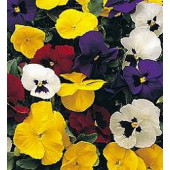 Viola_wittrockiana_Special_Early_Mix