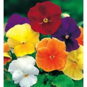 Viola_wittrockiana_Clear_Crystals_Mix