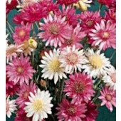 Xeranthemum_annuum_Papierblume