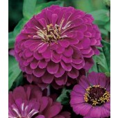 Blumensamen_Zinnia_Purple_Prince