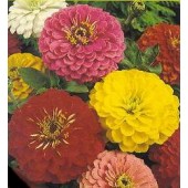 Zinnia_elegans_Giant_Mix