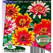 Zinnia elegans Caroussel mix