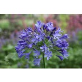 Agapanthus_headbourne