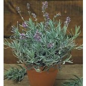 lavendel_Lavandula_angustifolia_Munstead_Strain