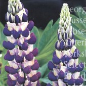 Lupinus_The_Governer_Lupine_WB90331