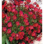 Steinbrech_Saxifraga_Ardensii_Purple_Robe