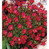 Steinbrech_Saxifraga_Ardensii_Purple_Robe