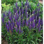 Veronica_spicata_blau_Ehrenpreis