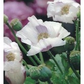 Papaver_somniferum_Mohn_Schlafmohn