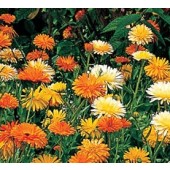 Calendula_fiesta_Gitana