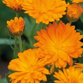 Calendula_Funky_Stuff