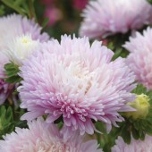 callistephus_chinensis_Aster_kingsize_aplleblossom