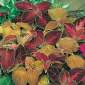 Coleus_Buntnessel