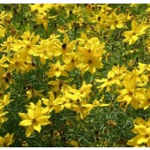 coreopsis_Sternthaler_goldgelb