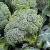 Broccoli Hirsch Covina