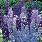 Delphinium_Magic_Fountains