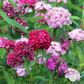 Dianthus barbatus Cottage Mix Biosamen