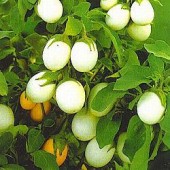 Solanum melongena Eierbaum
