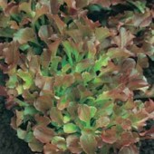 Eichblattsalat_Red_Salad_Bowl 