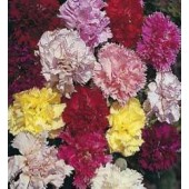Dianthus_caryophyllus_mix_Nelke
