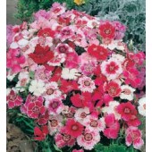 Dianthus_chinensis_Baby_Doll_mix_Kaisernelke