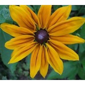 Sonnenhut_Rudbeckia_hirta_Marmalade