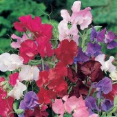 Duftwicke_Lathyrus_Bouquet_Mix