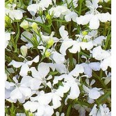 Lobelia_erinus_pendula_White_Fountain