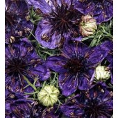 Jungfer-im-Grünen_Nigella_papillosa_Midnight