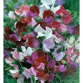 Duftwicke_Lathyrus_odoratus_Old_Spice