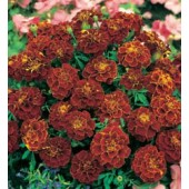 Studentenblume_Tagetes_patula_Red_Cherry