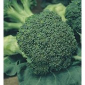 Broccoli _Calabrese_Grün