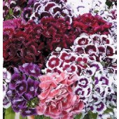 Bart-Nelke_Dianthus_barbatus_Electron mix