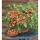 Tomaten_Balkontomate_Cherry_Falls