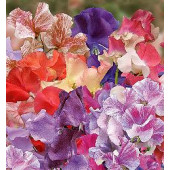 Duftwicke _Lathyrus_odoratus_Big_Top