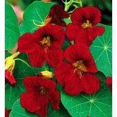 Tropaeolum_minus_Tip_Top_Velvet