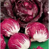 Radicchio_Palla_Rossa_3