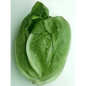Salat_Bindesalat_Roma_Romaine_Ballon