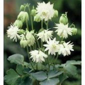 Akelei_Aquilegia_vulgaris_Lime_Sorbet