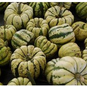 Kuerbis_mini_Sweet_Dumpling